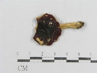 紅菇屬藏品圖，第1張