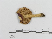 紅菇屬藏品圖，第3張