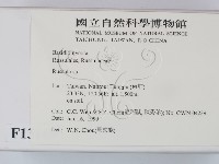 紅菇屬藏品圖，第2張