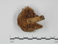 紅菇屬藏品圖，第3張