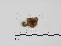 登錄號:F0013171藏品圖，第1張