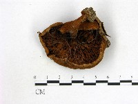 登錄號:F0013174藏品圖，第3張