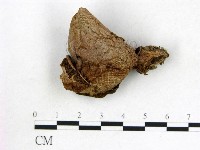 登錄號:F0013175藏品圖，第1張