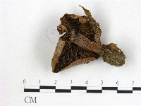 登錄號:F0013175藏品圖，第3張