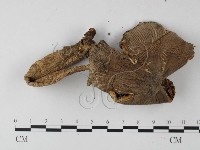 登錄號:F0013176藏品圖，第3張