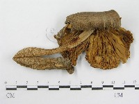 登錄號:F0013176藏品圖，第4張