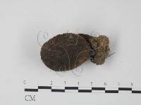 登錄號:F0013177藏品圖，第1張