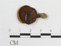登錄號:F0013178藏品圖，第1張