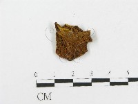 登錄號:F0013179藏品圖，第3張