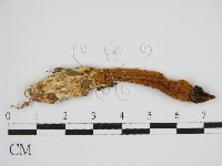 登錄號:F0013181藏品圖，第1張