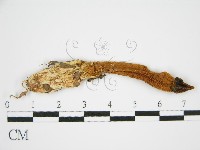 登錄號:F0013181藏品圖，第3張