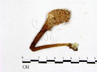 登錄號:F0013182藏品圖，第1張