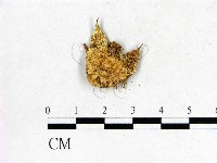登錄號:F0013183藏品圖，第1張