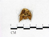 登錄號:F0013183藏品圖，第3張