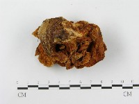 登錄號:F0013184藏品圖，第1張