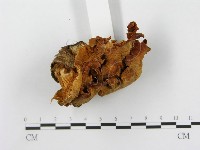 登錄號:F0013184藏品圖，第5張