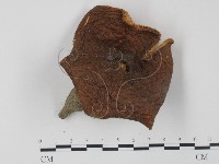 登錄號:F0013185藏品圖，第1張