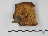 登錄號:F0013185藏品圖，第3張