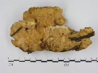 登錄號:F0013186藏品圖，第1張