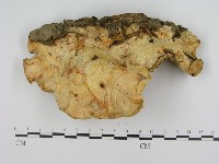 登錄號:F0013186藏品圖，第3張