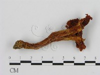 登錄號:F0013188藏品圖，第1張