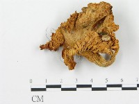 喇叭菌屬藏品圖，第3張