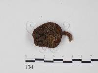 登錄號:F0013191藏品圖，第1張