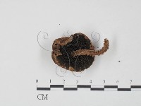 登錄號:F0013191藏品圖，第3張