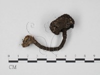 登錄號:F0013192藏品圖，第3張