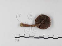 登錄號:F0013193藏品圖，第1張