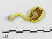 登錄號:F0013194藏品圖，第1張