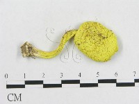 登錄號:F0013194藏品圖，第3張