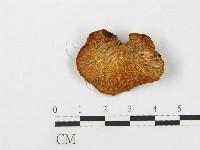 登錄號:F0013195藏品圖，第1張
