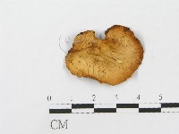 登錄號:F0013195藏品圖，第3張