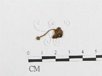 登錄號:F0013196藏品圖，第1張