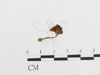 登錄號:F0013196藏品圖，第3張