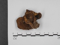 登錄號:F0013198藏品圖，第3張