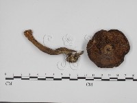 登錄號:F0013199藏品圖，第1張
