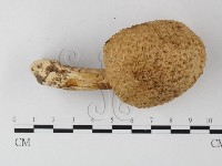 登錄號:F0013202藏品圖，第1張