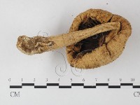 登錄號:F0013202藏品圖，第5張