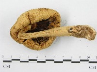 登錄號:F0013202藏品圖，第6張