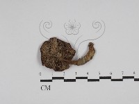 登錄號:F0013204藏品圖，第1張