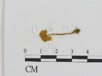 登錄號:F0013205藏品圖，第1張