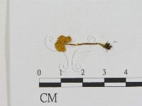登錄號:F0013205藏品圖，第3張