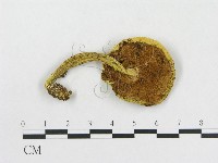 登錄號:F0013206藏品圖，第1張