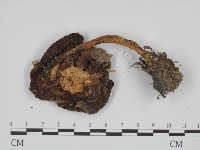 登錄號:F0013207藏品圖，第1張