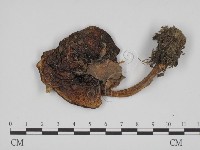 登錄號:F0013207藏品圖，第3張