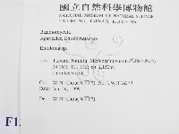 粉褶菌屬藏品圖，第2張