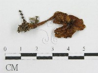 粉褶菌屬藏品圖，第3張