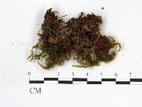 登錄號:F0013209藏品圖，第1張